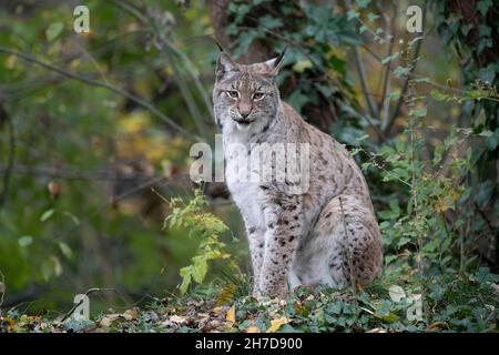 Gelsenkirchen, Deutschland. 15th Nov, 2021. Lynx, lynx, Eurasian lynx, Zoom Erlebniswelt in Gelsenkirchen, November 15, 2021 Credit: dpa/Alamy Live News Stock Photo