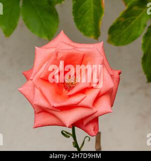 Close up of a perfect Salmon rose head Stock Photo