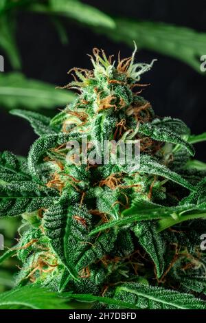 Cannabis flowers with white and yellow stigmas and with many trichomes