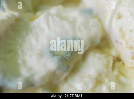 Close up of green mould growing on past due yogurt Stock Photo
