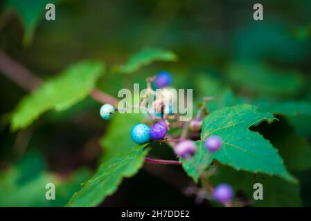 Closeup of porcelain berries at the Allens Pond Wildlife Sanctuary, Dartmouth, MA, USA Stock Photo