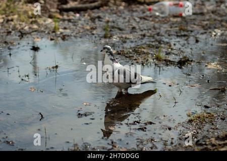 The pigeon stands in a puddle. Blue of three colors. Beautiful color of the city bird. A pigeon escaped from a bird kennel. Stock Photo