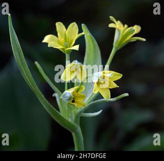 Yellow Star of Bethlehem (Gagea lutea) Stock Photo