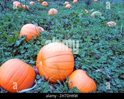 Some large pumpkins growing on a vegetable patch Stock Photo