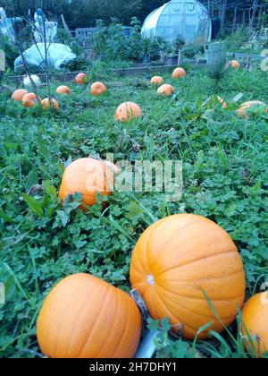 Some large pumpkins growing on a vegetable patch Stock Photo