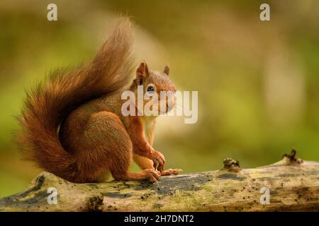 Red squirrel (Sciurus vulgaris) in late summer sitting on tree branch Stock Photo