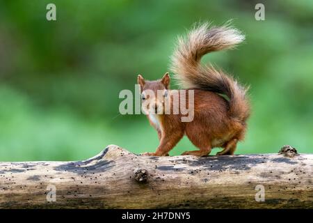 Red squirrel (Sciurus vulgaris) in summer with  golden tail alert on branch of tree facing towards camera Stock Photo
