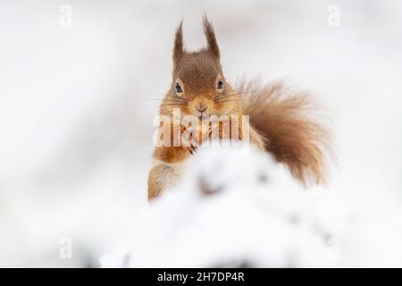 Red squirrel (Sciurus vulgaris) sitting in snow eating a nut Stock Photo