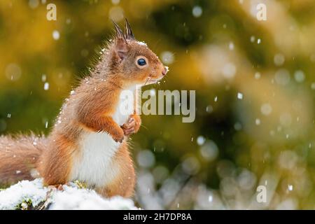 Side profile of red squirrel (Sciurus vulgaris) in winter during a snow shower Stock Photo