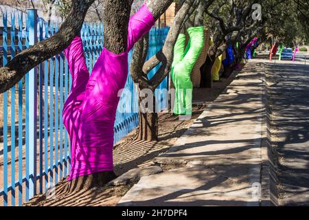 A line of Karee trees, Searsia lancea, with their trunks wrapped in colorful fabrics, next to the road in a suburban area between the South African ci Stock Photo