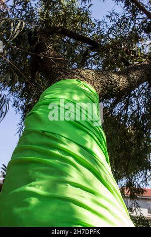 Looking up into a small Karee tree, its trunk covered in a lime green cloth, in a suburban area between the South African cities of Roodepoort and Joh Stock Photo