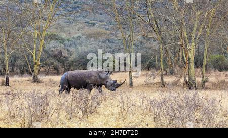 White rhinoceros, Ceratotherium simum,in the fever tree forest of Lake Nakuru National Park, Kenya. A small oxpecker bird is perched on his back. Stock Photo