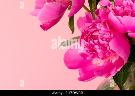 Bouquet of pink peonies on pink background with copy space. Floral card design. Selective focus Stock Photo