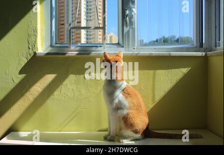 ginger cat near window and have a sun bathing Stock Photo