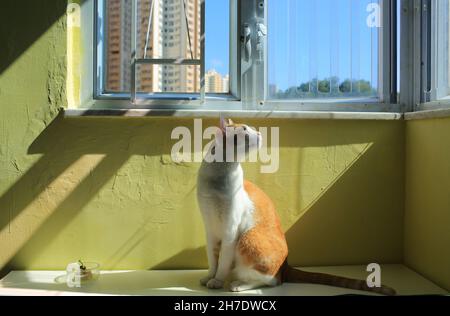 Cat sun bathing, indoors. A cute female torbie kitty is sitting in
