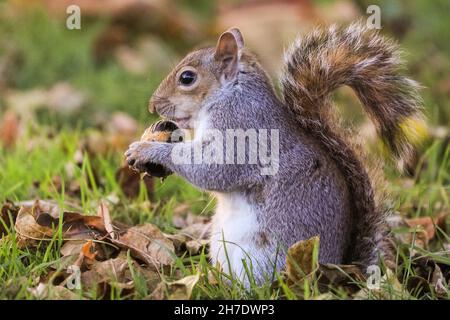 St James' Park, London, UK. 22nd Nov, 2021. A cheeky squirrel chews on a nut in the beautiful late autumn sunshine in London's St James's Park today. The weather is forecast to turn colder in the coming days. Credit: Imageplotter/Alamy Live News Stock Photo