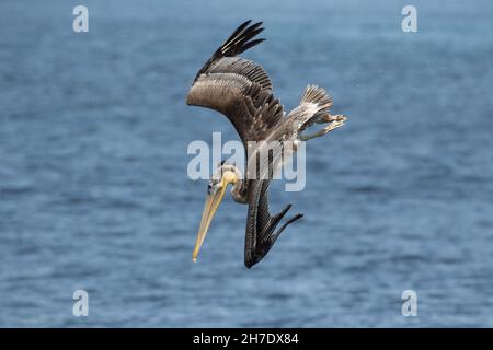 Brown Pelican, Pelecanus occidentalis, juvenile starts  a dive for fish at Monterey Bay, Pacific Ocean, CA Stock Photo