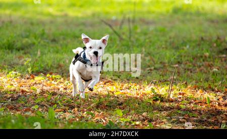 Small white dog enjoying his walk in the park Stock Photo