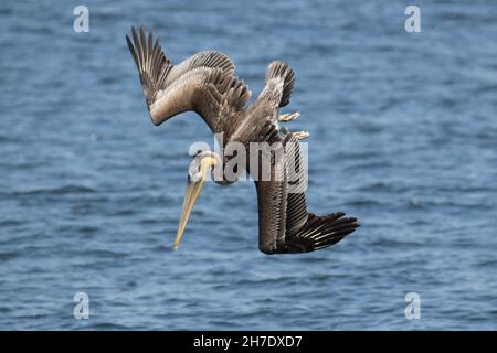 Brown Pelican, juvenile, Pelecanus occidentalis, diving for submerged fish in Pacific Ocean, Monterey Bay, Moss Landing, California, USA Stock Photo