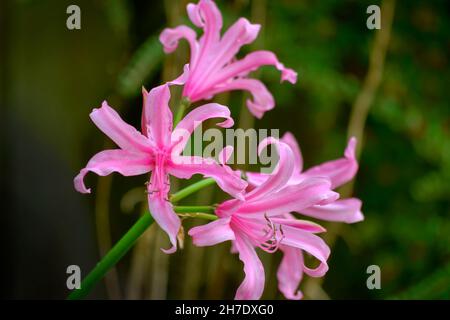 Nerine Bowdenii Lily flowers, known as Bowden lily, Guernsey lily, Cape flower, Nerine bowdenii & Cornish lily. These flowers bloom in late October. Stock Photo