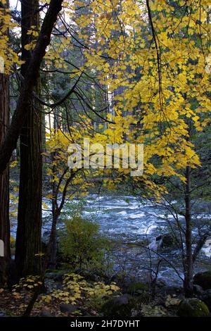 Colorful Bigleaf Maple leaves, Acer macrophyllum, and the Merced River in Fall at Yosemite NP, Sierra Nevada, CA USA Stock Photo