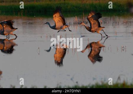 Sandhill Cranes employ a running takeoff as they leave a roosting wetland on California's Merced National Wildlife Refuge. Stock Photo