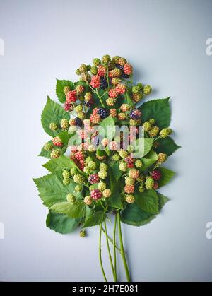 Sprigs of ripe and unripe wild blackberries Stock Photo
