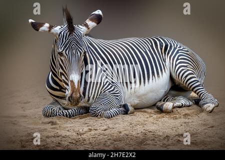 a zebra laying on the sand Stock Photo