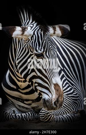 portrait of an african zebra on a black background Stock Photo