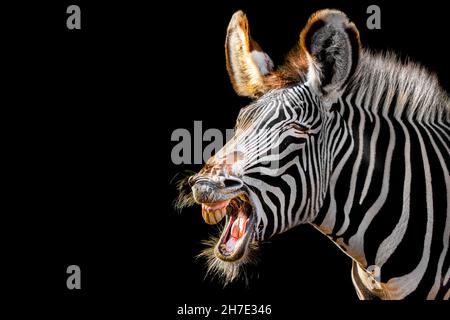 Zebra with mouth wide open laughing Stock Photo