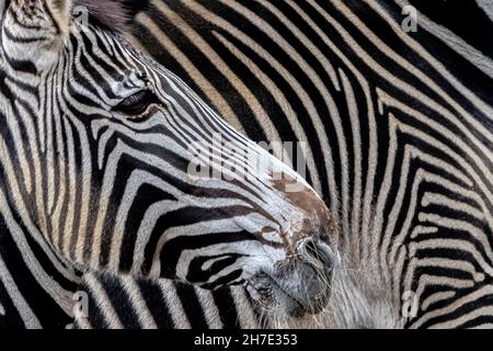 beautiful zebra with a lot of black and white stripes Stock Photo