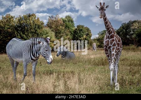 a lion, zebra and giraffe in tall grass Stock Photo