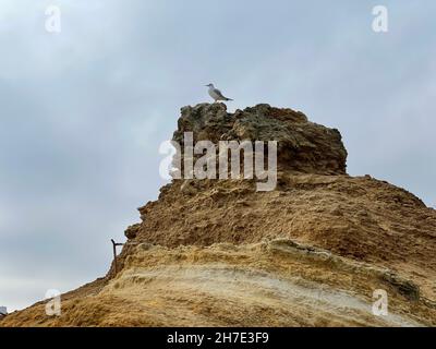 A low angle shot of Rock Pigeon with open wings soaring in the blue sky ...