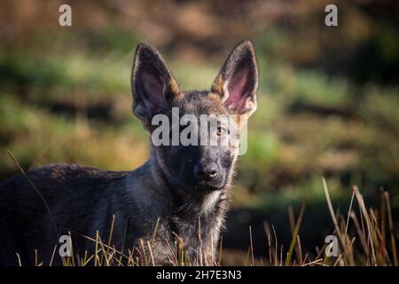 German Shepherd Dog puppy (Alsatian) Stock Photo