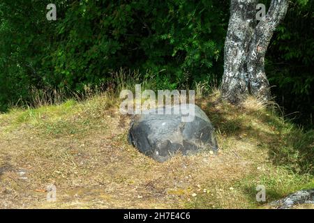Large gray stone lying in a sunlit forest clearing next to an old birch tree. Stock Photo