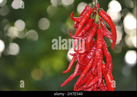 Red peppers strung on a string in a drying chain outside Stock Photo