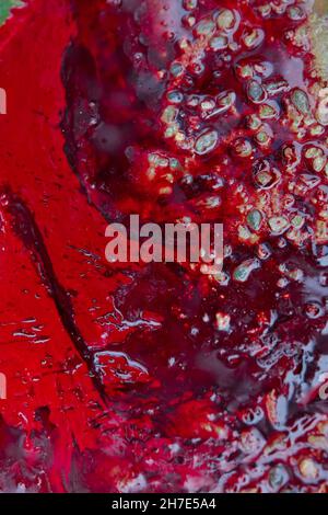 Real Red blood background . Real animal blood, gore close up macro shot for background . After the sheep was slaughtered, the blood spilled on the Stock Photo