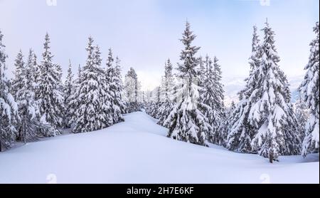 Christmas wonderland. Winter landscape. Magical forest. Meadow covered with frost trees in the snowdrifts. Snowy wallpaper background. Stock Photo