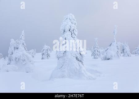 Landscape of high mountains with snow. Foggy forests. A panoramic view. Winter. Wallpaper background. Natural scenery. Location place Carpathian, Ukra Stock Photo