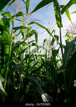 Maize, UK Stock Photo