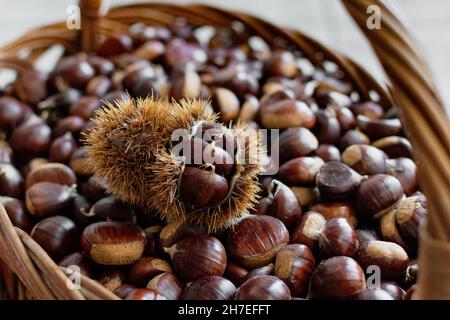 Closeup shot of a basket full of freshly picked chestnuts Stock Photo