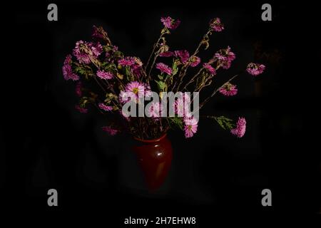 wilted pink Chrysanthemum flowers in a vase on a black background. Front view Stock Photo