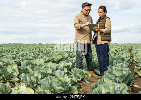 Serious busy multiethnic agroengineers standing on platation and using tablet while discussing cabbage harvest Stock Photo