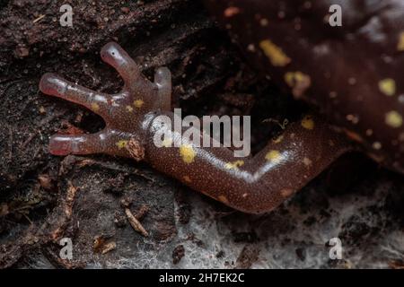 An arboreal salamander (Aneides lugubris) a species of lungless plethodontid from Fort Ord national monument in Monterey county, California. Stock Photo