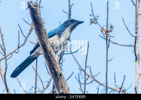 California scrub jay (Aphelocoma californica) from Fort Ord national monument in Monterey county, California. Stock Photo