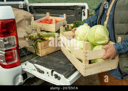 Close-up of unrecognizable male farm worker putting box of cabbages into pickup cabin after harvesting crop Stock Photo