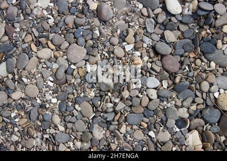 Detail of a floor of sea stones, pebbles of gray tones next to some shells and remains of marine mollusks Stock Photo
