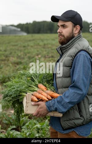 Serious young bearded farmer in warm vest carrying wooden box of carrots while crossing field Stock Photo