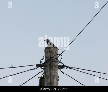 Starling sitting on top of a telephone pole. Stock Photo