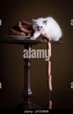 Portrait of a Burmese kitten cat or sacret cat of Burma sitting on a table stealing sausages in a stillife setting Stock Photo